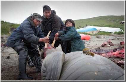 Terenul Chukchi este o sursă de bună dispoziție