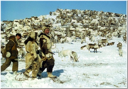 Terenul Chukchi este o sursă de bună dispoziție