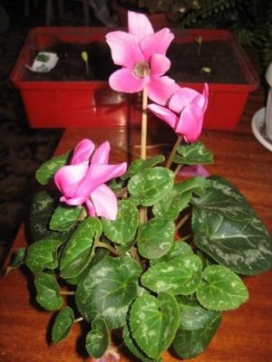 Cyclamen (ciclamen)