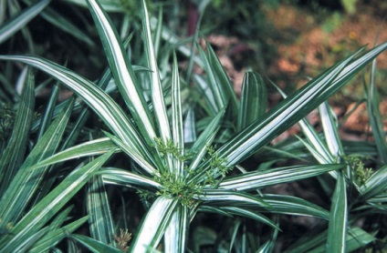 Tsiperus szoba (fotó) fotó típusok és otthoni gondozás