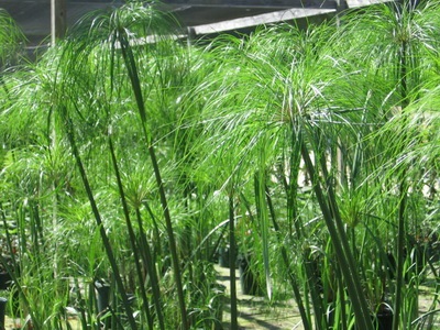Tsiperus szoba (fotó) fotó típusok és otthoni gondozás