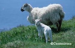 A juh - selyanochka - portál tartalma gazdák, mezőgazdaság, állatállomány,