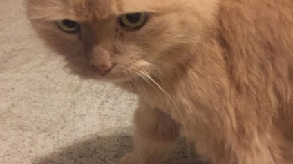 A lány 16 éves macskát vett egy menedéktől, amelyet senki nem akart - a kedvenc állatokat