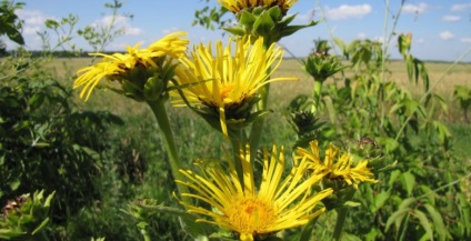 Devyasil mare, perfuzie de elecampane, un decoct, un vin cu nouă straturi