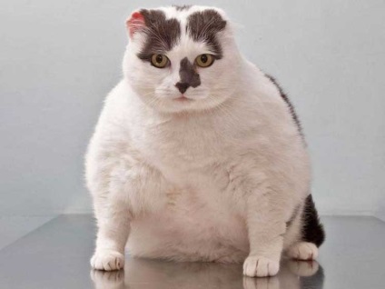 Étrend az elhízott macskáknak - az életcsírák