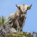 Taurul sălbatic (50 de fotografii) pădure cu coarne uriașe, reală Belovezhsky, specii de indian, varietate