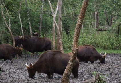 Wild bull (50 fotó) erdő hatalmas szarvakkal, valódi Belovezhsky, indiai faj, fajta