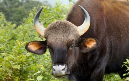 Wild bull (50 fotó) erdő hatalmas szarvakkal, valódi Belovezhsky, indiai faj, fajta