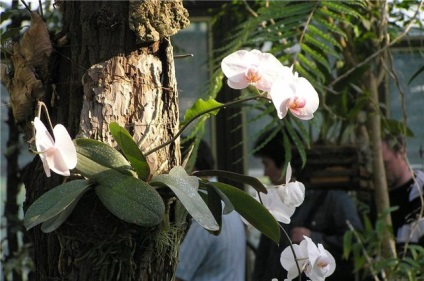 Caracteristici de îngrijire a orhideei de acasă
