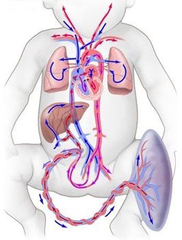 Dopplerografie (uzdg) fluxul sanguin utero-placentar - prețuri, rate, decodificare, pregătire,