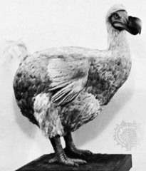 Druizii-pustnici, dodo, dodo, dodo, familia raphidae † droni