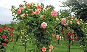 Trandafiri de gradina, dantelă, botanică și ceai, flori de interior, grădină