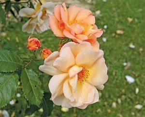 Trandafiri de gradina, dantelă, botanică și ceai, flori de interior, grădină