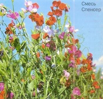 Édes borsó, a rang illatos - nyár királya - Szibéria kertjei