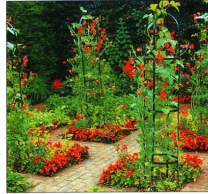 Pătrunjel de păpădie și îngrijire - un blog de sfaturi utile pentru grădinari