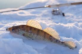 Lacul Dvina-pescuit în timpul iernii, pescuit în nord-vest