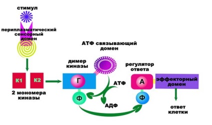 Transducția semnalului din două componente - stadopedia