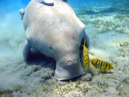 Fecioara Dugong - sirenă