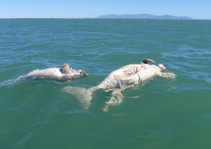 Fecioara Dugong - sirenă