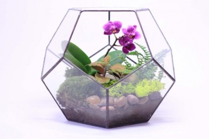 Eco-accesorii florarium cum să-l creați acasă