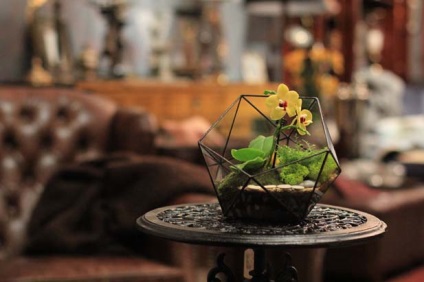 Eco-accesorii florarium cum să-l creați acasă
