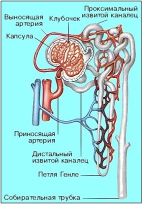 Endokrin rendszer (szövettan)