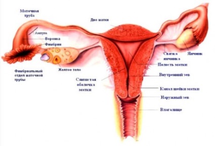 Sistemul endocrin (histologie)