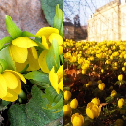 Erantis și aterizarea și îngrijirea lui foto, floarea de iarnă și primăvara