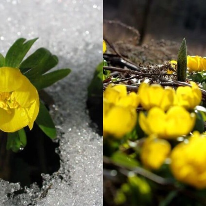 Erantis és fotója leszállás és gondozás, téli virág és tavasz