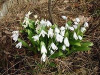 Erantis (primăvară) - ciupercă de iarnă, consultanță floristică
