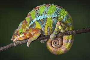 Fapte despre chameleon care te vor lăsa amorțite