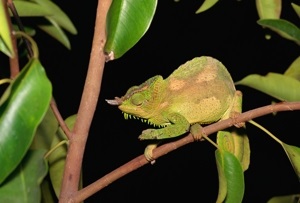 Fapte despre chameleon care te vor lăsa amorțite