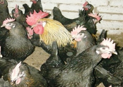 Fuhup crescătorie de fermă de păsări de fermă Kuchinsky - produse
