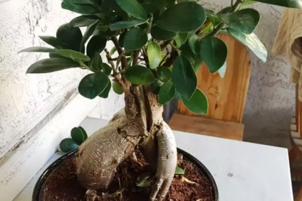 Ficus de îngrijire la domiciliu