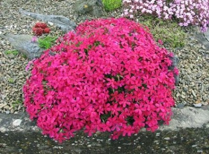 Phlox termesztés