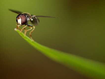 Photogallery cum să faci macrophotoscopul este interesant!