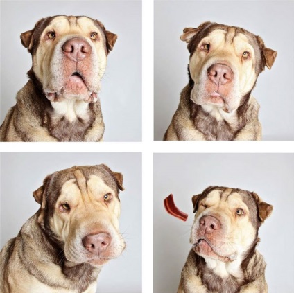 Fotograful face poze amuzante ale câinilor din adăpost pentru ai ajuta să găsească o casă nouă