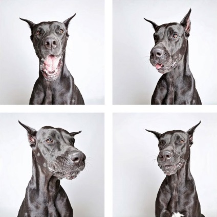 A fotós vicces képeket készít a kutyákról a menedékről, hogy segítsen nekik új otthont találni