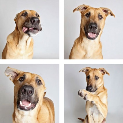 Fotograful face poze amuzante ale câinilor din adăpost pentru ai ajuta să găsească o casă nouă