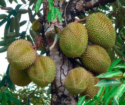 Durian durva, egzotikus gyümölcsök gyümölcse