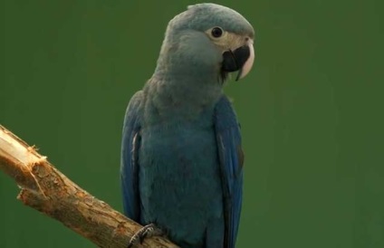 Hyacint macaw, albastru ara, macaw albastru-galben (foto și video)