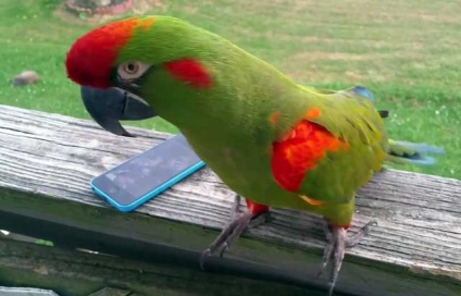 Hyacint macaw, albastru ara, macaw albastru-galben (foto și video)