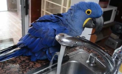 Hyacint macaw, albastru ara, macaw albastru-galben (foto și video)