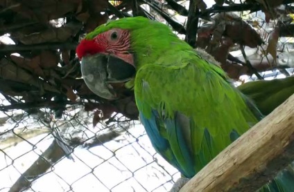 Hyacint macaw, albastru ara, macaw albastru-galben (foto și video)