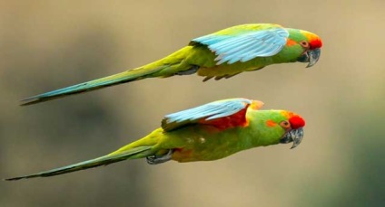 Hyacint macaw, albastru ara, macaw albastru-galben (foto și video)