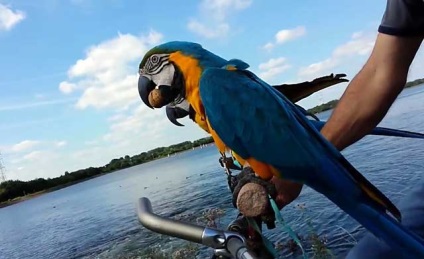 Hyacint macaw, albastru ara, macaw albastru-galben (foto și video)