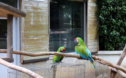 Hyacint macaw, albastru ara, macaw albastru-galben (foto și video)