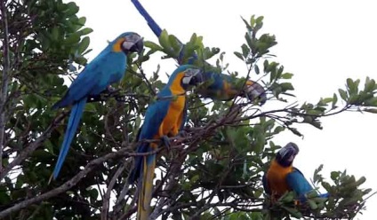 Hyacint macaw, albastru ara, macaw albastru-galben (foto și video)