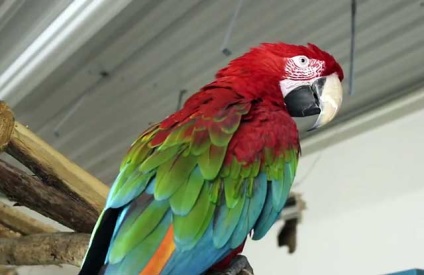 Hyacint macaw, albastru ara, macaw albastru-galben (foto și video)