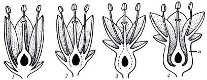 Ginzei - stadopedia